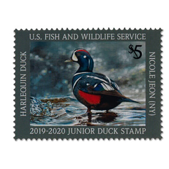 Jr Duck Harlequin Stamp 2019-2020