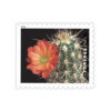Cactus Flowers Stamps