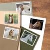 USPS Horses Stamps