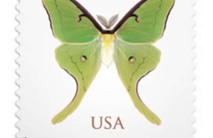 discount non machineable luna moth stamps