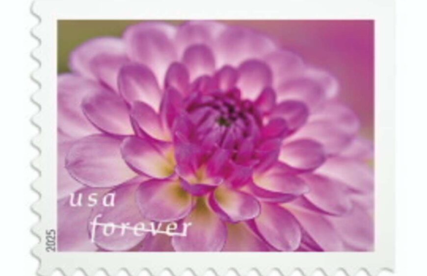 flower dahlias stamps discount